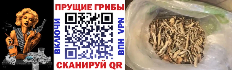 Галлюциногенные грибы ЛСД МЕГА ONION Кунгур мориарти телеграм цены